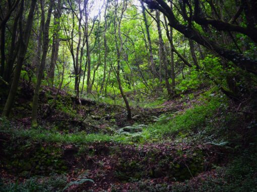 El bosque de Laurisilva