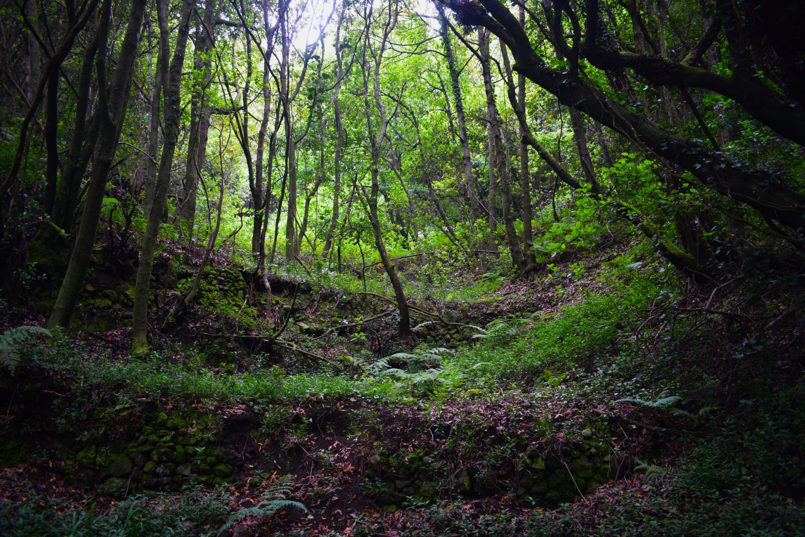 bosque-lurasiva-full1920-1080